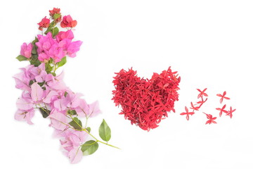 view of Bougainvillea flowers with red petals of red ixora shape heart on white background.