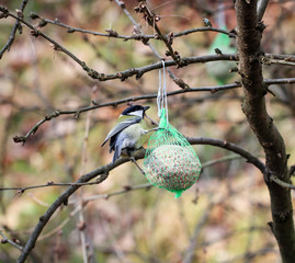 Meise am Meisenknödel 