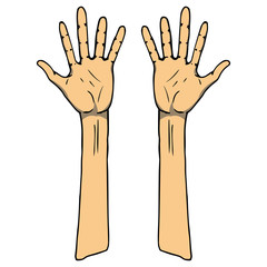 Two palm icon. Vector illustration human hand palm. Hand drawn arm.