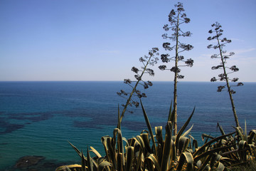 poteżne kwiaty agawy na tle lazurowego morza srodziemnego sycylia - obrazy, fototapety, plakaty