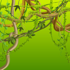 Twisted wild lianas branches background.