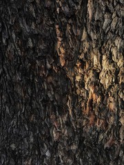 tree bark texture