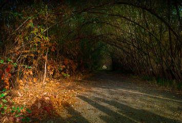 Aueroxenreservat Spreeaue in theAueroxenreservat Spreeaue in the Spreewald Nature , Cottbus , Brandenburg, landscape Spreewald Nature , Cottbus , Brandenburg, landscape