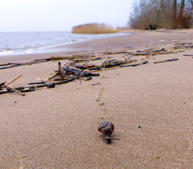 Obraz premium Snail on the beach