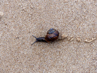Snail on the beach