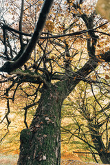 Selective focus of old tree with leaves on branches