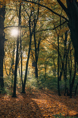 Sunshine in yellow autumn forest with fallen leaves