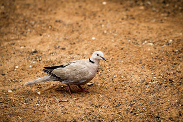 Möwe am Strand, Sand