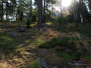 Sonnige Lichtung in Smaland