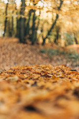 Selective focus of fallen golden leaves in forest