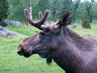 Elchbulle aus der Nähe