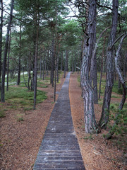 Obraz premium Ein Weg durch den Dünen-Wald bei Böda, Öland