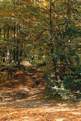 Autumn forest with fallen leaves and green trees
