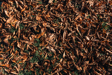 Close up of dry brown leaves on ground