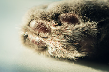 Cat's foot, pads