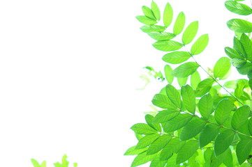 The green leaves on white background in spring season at natural park have colourful of tree for relax in my life.
