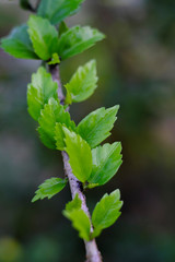 Green leaves lined naturally.