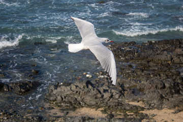 goéland mouette bord de mer	