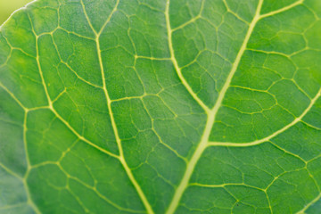 Close up Chinese Kale planted in garden.