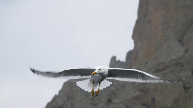 Beautiful seagull is flying in the skies Slow motion Long Shot