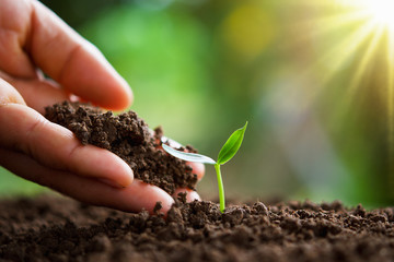 hand planting young tree in nature in morning light