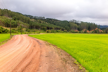 Dirt road with rice plantation, then new molt, hill with forest in the background, cloudy day, Alto Cedros, Santa Catarina