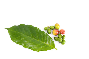 Arabica coffee Close up