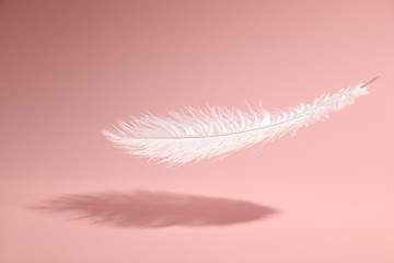 Feather on pink background
