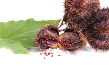 Bixa Orellana Close up