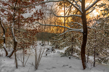 walk in the snowy woods. the setting sun. frost. snowfall. drifts