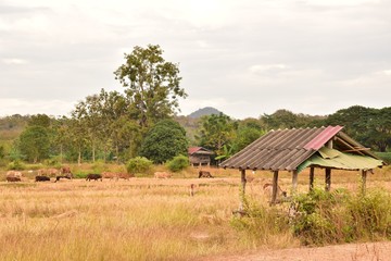 old house in the village