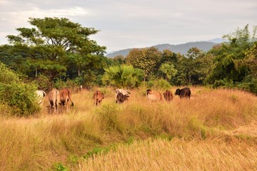 herd of horses in field