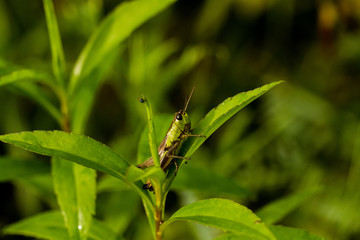Grasshüpfer