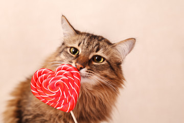 Valentine's day background. Beautiful fluffy cat sniffs a heart-shaped Lollipop on a beige...