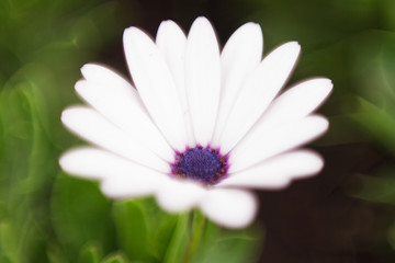 Osteospermum, white flower on background of green grass. Soft selective focus	
