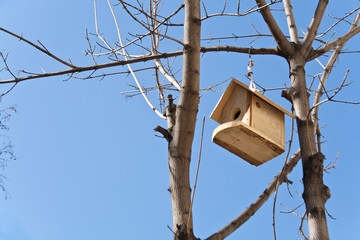 Birdhouse on a tree over blue sky