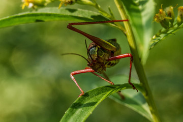 Grasshüpfer