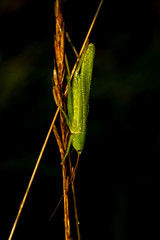 Grasshüpfer
