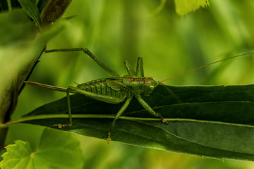 Grasshüpfer