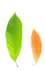 Obraz premium Leaf cocoa Close up