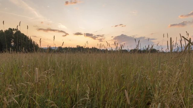 Wheat Field Sunrise Time Lapse