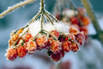 Dry fruits of viburnum close-up in hoarfrost. Winter day.