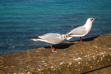 goéland mouette bord de mer