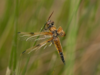 Damaged four-spotted chaser (Libellula quadrimaculata) on stem.