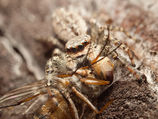 Beautiful jumping spider Marpissa muscosa with caught fly.