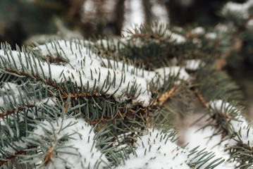 Naklejka na ściany i meble pine branch with snow