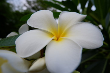 Plumeria flowers on the natural background