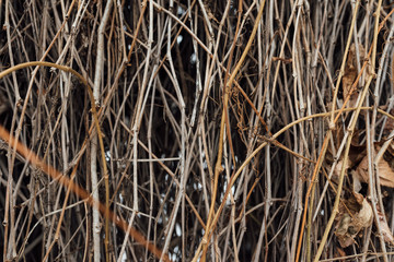 dry branches of grapes in winter