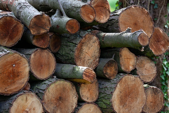 A stappel of firewood