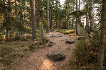 Forest path in the needles.